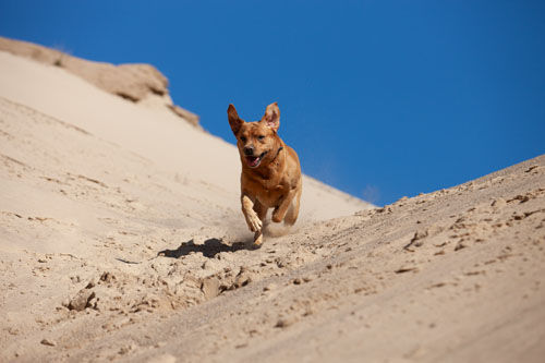 Foxred Labrador Deckrüde Jay-Jay beim Fotoshooting